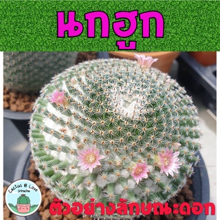 แมมมิลลาเรีย นกฮูก Mammillaria Perbella กระบองเพชร.