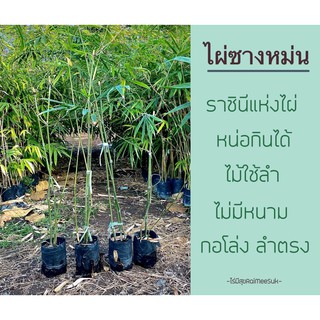 กิ่งชำต้นพันธุ์ไผ่ซางหม่นไผ่ซางหม่น#ราชินีแห่งไผ่หน่อกินได้