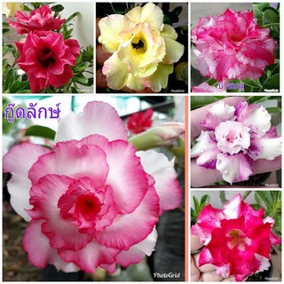 12 เมล็ด เมล็ดพันธุ์ ชวนชม สายพันธุ์ฮอลแลนด์ คละสี Adenium Seeds