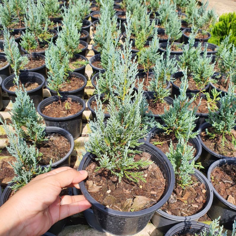 สนบลู ใบสีเทาอมฟ้าสวย นิยมแต่งสวนภายนอก สวนแนวอังกฤษ