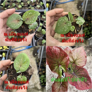 ณเมืองนนท์บอนสี ไม้ผ่าหัว บอนสีตัวเทพ บอนสีราคาส่ง caladium บอนสีไทย