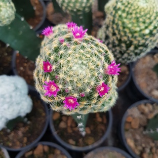 เมล็ดขนนกเหลืองดอกชมพู เมล็ดกระบองเพชร Mammillaria schiedeana pink flower