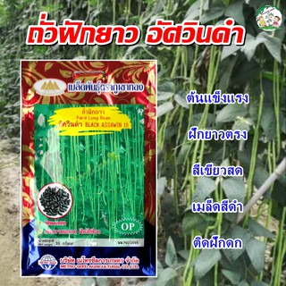 เมล็ดถั่วฝักยาวอัศวินดำ BLACK ASSAWIN15 เมล็ดถั่วฝักยาว เมล็ดพันธุ์ถั่วฝักยาว ถั่วฝักยาว ตราภูเขาทอง