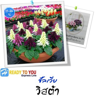 ซัลเวีย (Salvia) วิสต้า 25 เมล็ด (จาก PanAmerican Seed Co.)