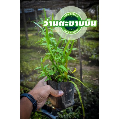 ว่านตะขาบบิน(ตะขาบหิน) ต้นไม้มงคล สูง20-30ซม ปลูกประดับถุงชำ