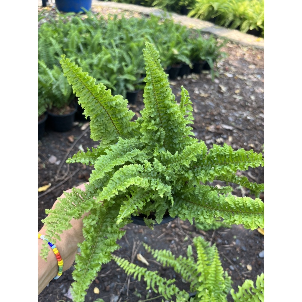 มุมมอง 2