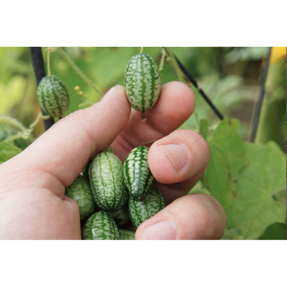 แตงกวาจิ๋ว เม็กซิกัน (Mexican sour gherkin) เมล็ดพันธุ์ OP