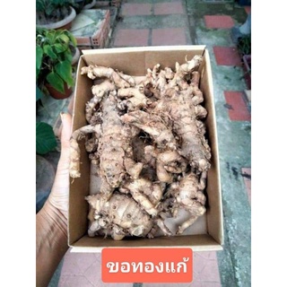 ว่านขอทองแก้ 1เหง้า(กึ่งแห้งกึ่งสด)  ป้องกันและแก้คุณไสย ขอทอง
