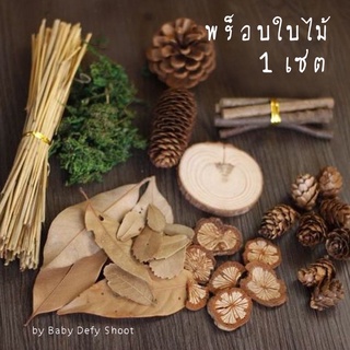 &lt;ใหม่! แท่นไม้ &gt; พร็อบใบไม้ 10ชนิด Dried Wooden Prop พร็อบถ่ายรูป ของตกแต่ง จัดตกแต่ง ท่อนไม้ แท่นไม้