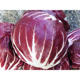 เมล็ดพันธุ์ แรดิชิโอ ชิโครี่ (ทรงกลม)(Round Red Radicchio ) บรรจุ 100 เมล็ดงอกดี มีประโยชน์ต่อร่างกาย