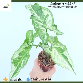 เงินไหลมา​ ทรีคิงส์​ Syngonium Three Kings ​  ลวดลายบนแต่ละใบด่าง​ สีมิ้นท์ตัดกับสีเขียวเข้ม พร้อมส่งกระถาง 3 นิ้ว