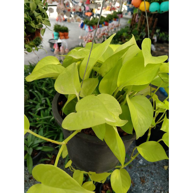 พลูด่าง#ราชินีสีทอง (Golden pothos)