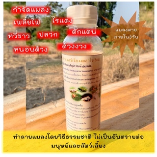 หัวเชื้อบิวเวอร์เรีย+เมธาไรเซียม(กำจัดเพลี้ย+แมลง) 250ml.ผสมน้ำใช้ได้เลย