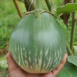 เมล็ดมะเขือเปราะยักษ์ หยกทศกัณฐ์ Giant Eggplant ตราภูเขาทอง เมล็ดพันธุ์มะเขือเปราะยักษ์ เมล็ดมะเขือ เมล็ดพันธุ์มะเขือเปร