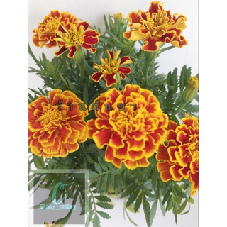 ดาวเรืองฝรั่งเศส (French Marigolds) ดอกสีสันสวยงาม