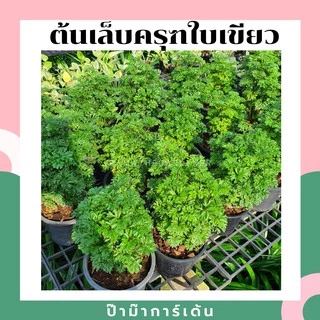ต้นเล็บครุฑใบเขียว เล็บครุฑใบด่าง กระถาง 5-6 นิ้ว ไม้มงคล พุ่มใหญ่