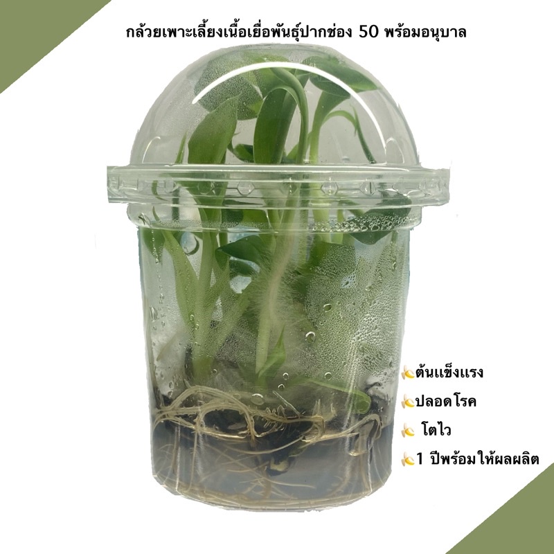 กล้วยเพาะเลี้ยงเนื้อเยื่อปากช่อง 50