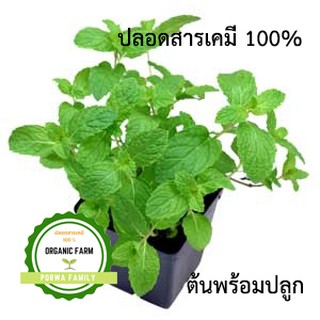 สะระแหน่ ต้นสะระแหน่ พร้อมปลูก ปลอดสารเคมี 100% Organic farm พืชสมุนไพรพื้นบ้านมหรรศจรรย์ คุณค่าทางยาสูง