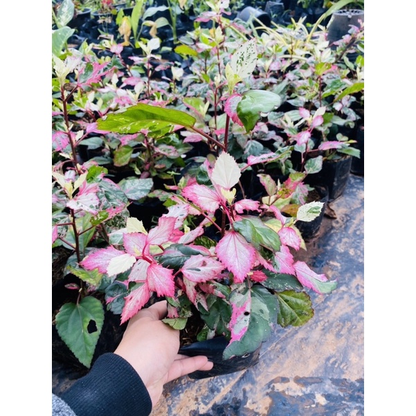ต้นชบาด่างใบชมพู ชบาด่างสามสี ไม้มงคล พร้อมจัดส่ง