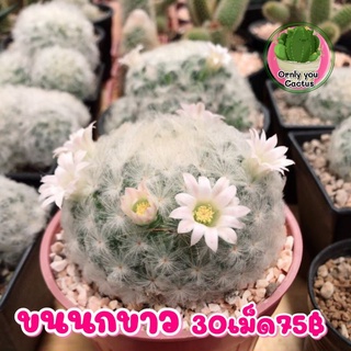 เมล็ดแคตตัส ขนนกขาว (Mammillaria plumosa) 30เมล็ด 55บาท พร้อมส่งจร้า🕊️