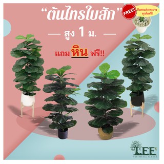 (ต้นไม้คลาสสิค!) ต้นไทรใบสัก เสมือนจริง สูง 1เมตร ทรงทาวเวอร์  ใบใหญ่ หนา ดัดทรงง่าย #ต้นไม้ปลอมตกแต่งบ้าน Leeartplants