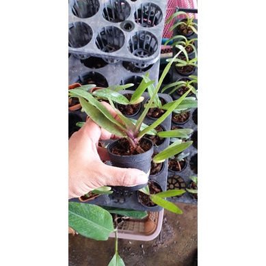 Paph.Sukhold ’52-11’xPaph.Spicerianum’MJ751′ ราคา ถูกที่สุด ดีลบีเคเค แกลเลอรีภาพที่ 3