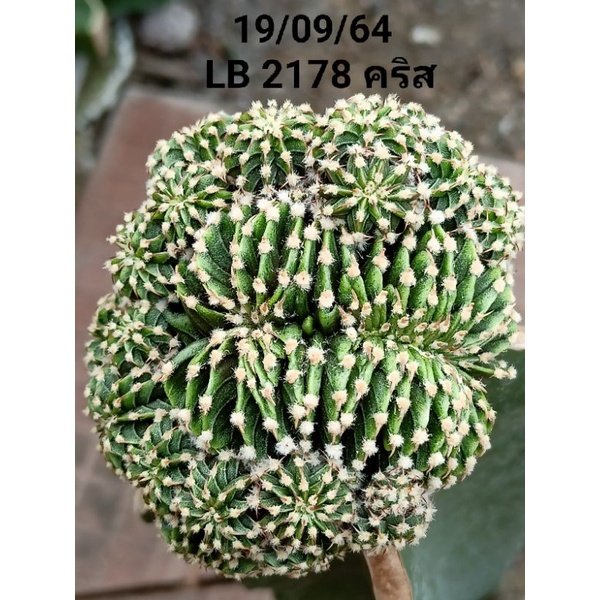 แคคตัส/LB 2178 คริสกราฟตอสามเหลี่ยม