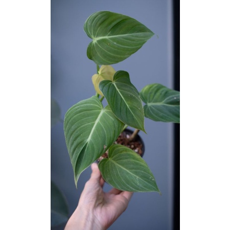 Philodendron Glorious (Melanochrysum x Gloriosum