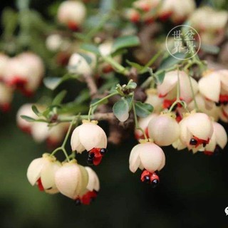 W微盆景绿植盆栽鬼箭羽卫矛真弓小老桩盆景花卉室内阳台庭院植物ราคาท ด ท ส ด