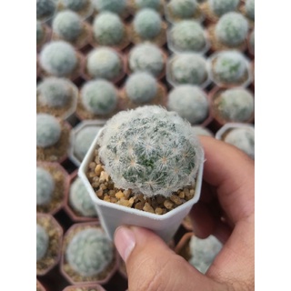 แมมขนนกขาว Mammillaria plumosa 🪴🕊️🌵🪴🕊️🌵🕊️🪴