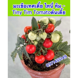 เมล็ดมะเขือเทศแคระสีแดง  มะเขือเทศพุ่มเตี้ยเมล็ด Dwarf Potted Tomato Original