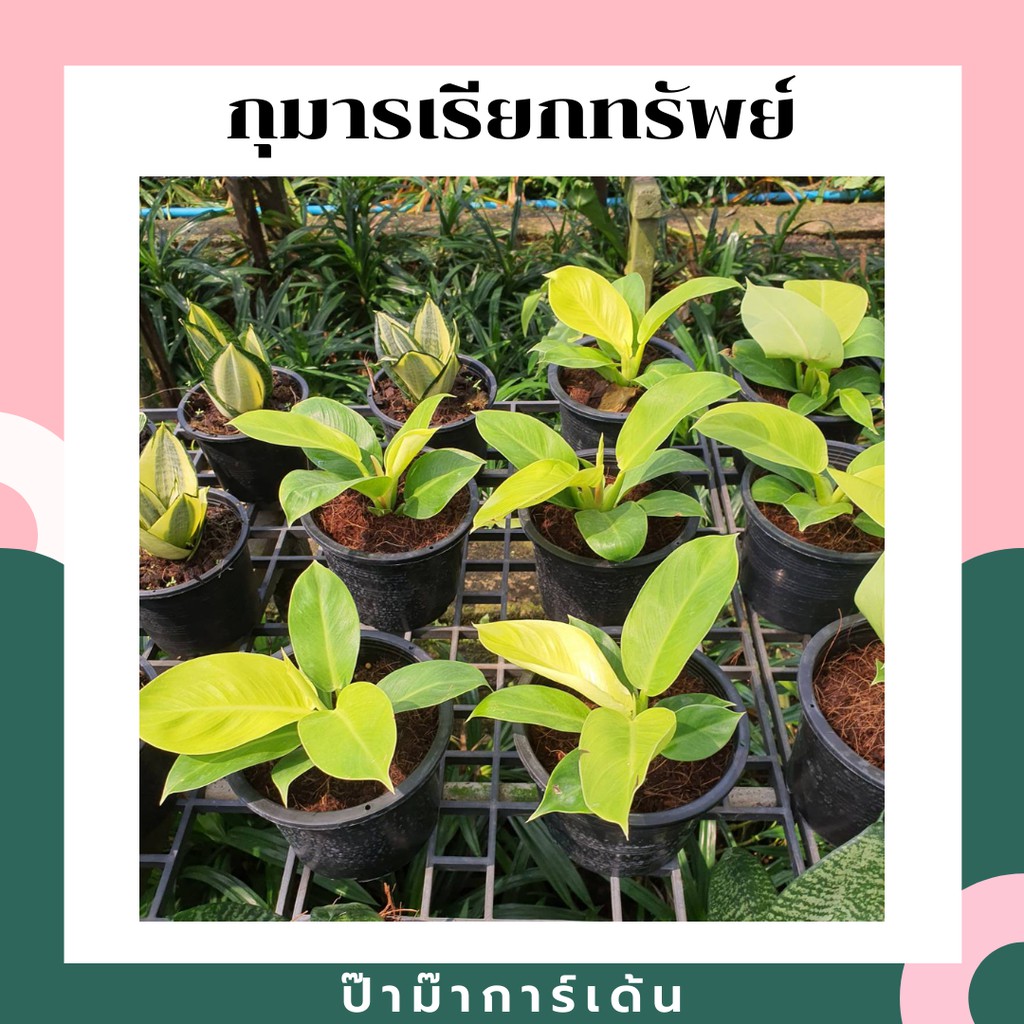 ต้นกุมารเรียกทรัพย์ กระถางพร้อมตั้ง มีหลายขนาด