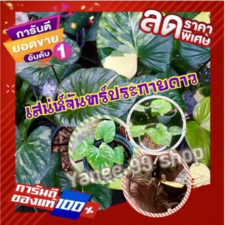 💥สินค้าขายดีติดอันดับ💥ชิ้นตาเสน่ห์จันทร์ประกายดาว สีชมพู  รับประกันความสวย ของแท้ 100 % ส่งแบบชิ้นตาโตๆ (4ชิ้น/แพ็ค)