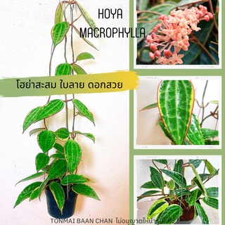 Hoya Macrophylla Variegataไม้สะสมใบด่างขาวเขียว กระถาง4นิ้ว พร้อมลวดแขวน