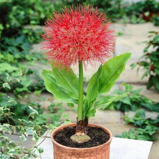 5 หัว/ชุด Blood Lily ว่านแสงอาทิตย์ ว่านกุมารทอง