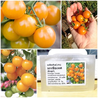 เมล็ดพันธุ์ มะเขือเทศ ซันชูก้า (Sunsugar Tomato Seed) บรรจุ 10 เมล็ด คุณภาพดี ราคาถูก ของแท้ 100%