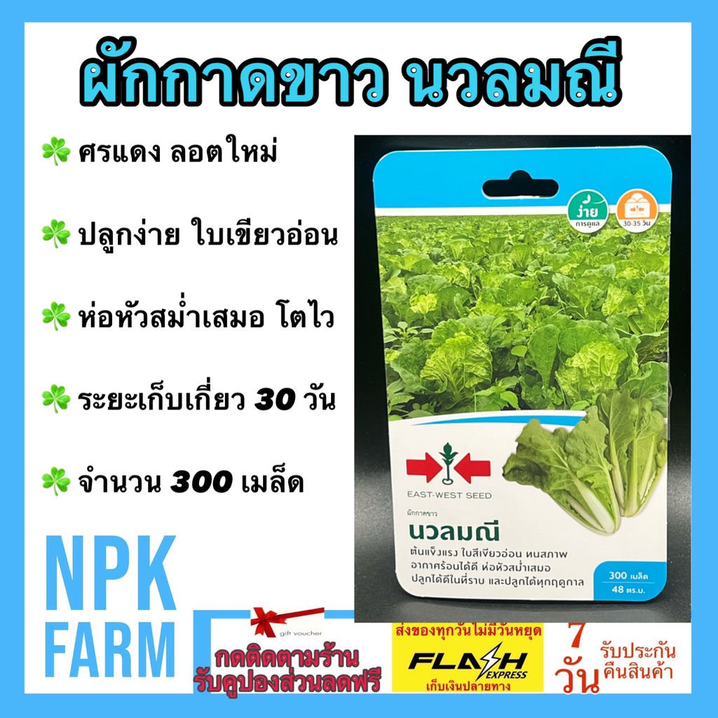 ศรแดง ผักกาดขาว นวลมณี จำนวน 300 เมล็ด/ซอง ลอตใหม่ ต้นแข็งแรง ใบสีเขียวอ่อน ใบกรอบ รสชาติดี ทนร้อน