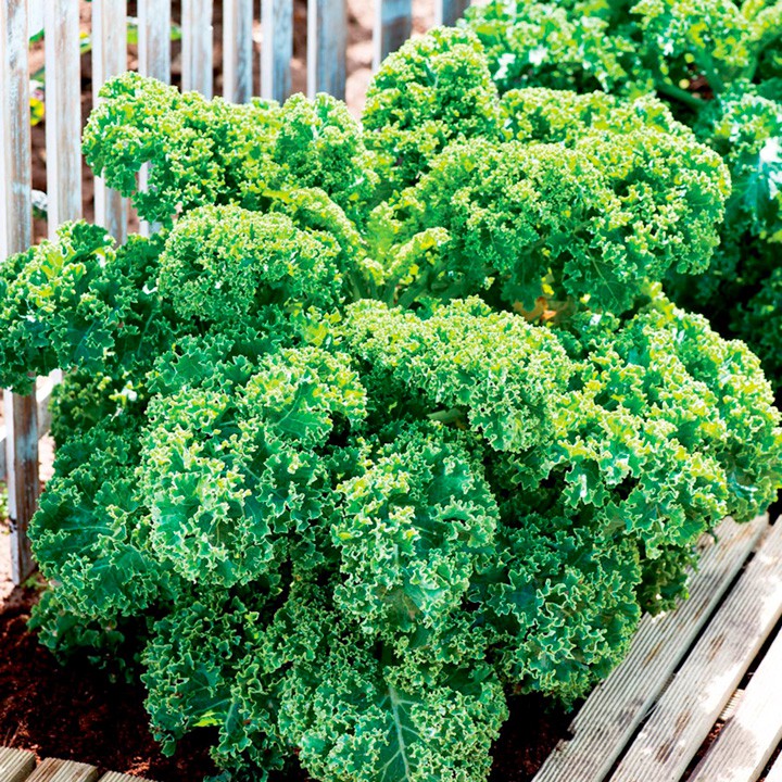 เคลใบหยัก คะน้าฝรั่ง (เมล็ด) Kale Seed npqualityseed ThaiPick