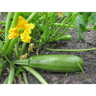 เมล็ดพันธุ์ ซูกินี zucchini บรรจุ 10-30 เมล็ด (10 เเถม 1 คละได้)