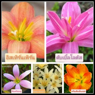 บัวดิน5สี5หัวแยกสีให้(ขนาดให้ดอก).ปลูกง่าย ทนสภาพแล้ง หัวบัวดิน หัวพันธ์ สีส้ม ชมมู เหลือง