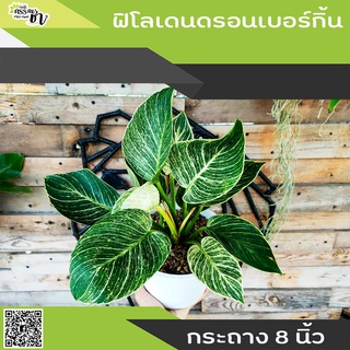 ฟิโลเดนดรอน เบอร์กิ้น (Philodendron Birkin) กระถาง 8 นิ้ว