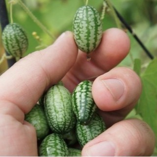 เมล็ดพันธุ์ แตงกวาจิ๋ว เม็กซิกัน (Mexican Sour Gherkin Cucumber Seed) บรรจุ 3 เมล็ด คุณภาพดี ของแท้ 100%