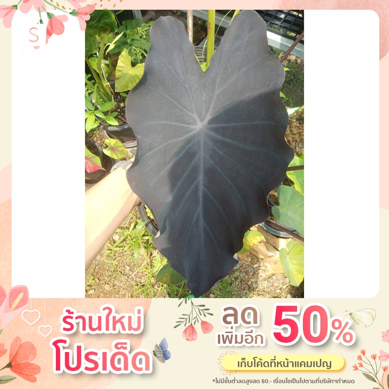 Colocasia Black Runner โคโลคาเซีย แบล็ค รันเนอร์ ต้นสูง30-40cm