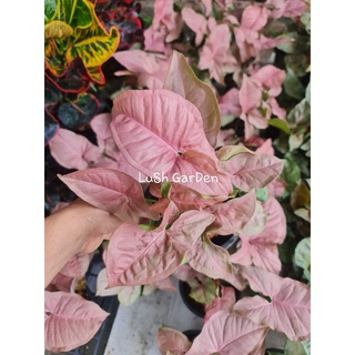 ต้นเงินไหลมาสีชมพู หรือ ออมชมพู👉 Pink Syngonium😊🔥🔥