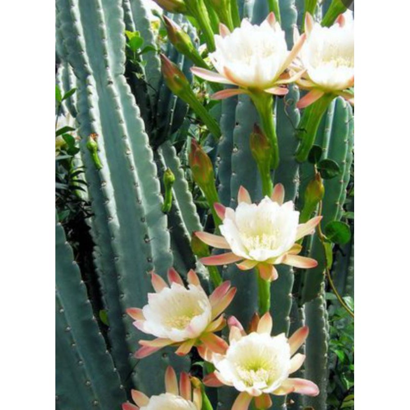 ตอจามาคารู Cereus jamacaru ซีรีอุส จามาคารู