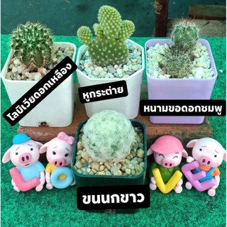 แคคตัสจัดชุดเซตละ100บาท