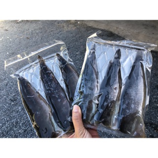 ปลาดุกร้า ทะเลน้อย ขนาด 500 กรัม 6ชิ้น ราคา 189 บาท