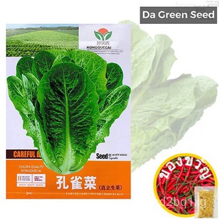 VERTICAL Romaine lettuce seeds Biji benih salad Roman tegak ตั้งตรงโรมันเมล็ดผักกาดหอมเมล็ดนกยูงเมล็ดผัก edseeds s seeds