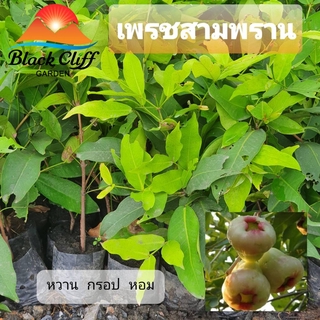 ต้นชมพู่เพรชสามพราน ชมพู่เพรชสามพราน ชมพู่ สวนเขาหมาก ผลไม้ ไม้มงคล ไม้ผล ต้นไม้ เมล็ดพันธ์ ผลใหญ่สวย ทานง่าย