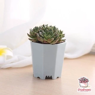 กระถางทรงแก้ว 8 เหลี่ยม กระถางพลาสติก แคคตัส กระบองเพชร ไม้อวบน้ำ Cactus&Succulent